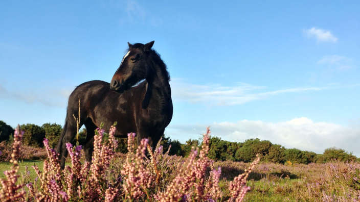 New Forest Ponies